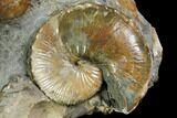 Cretaceous Fossil Ammonite Cluster - South Dakota #115363-4